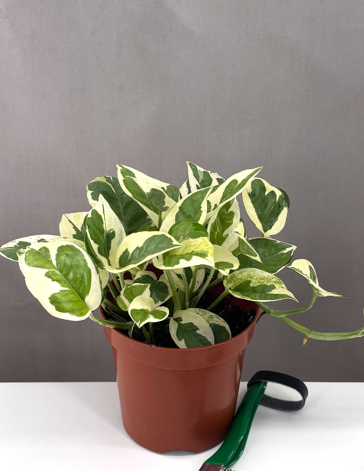 white pothos plant Pothos N'Joy