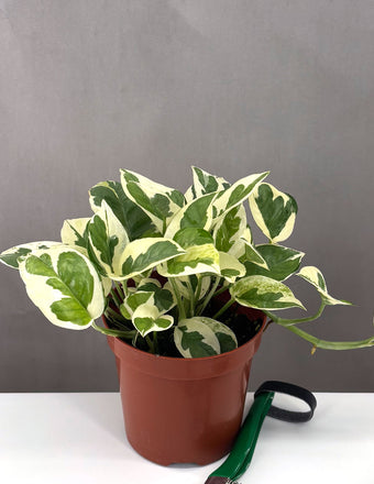 Pothos N'Joy - Plant Proper - 4" Pot