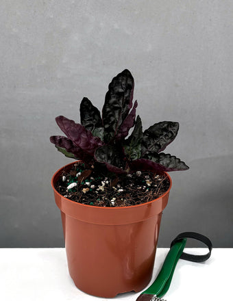 Purple Waffle - Plant Proper - 4" Pot