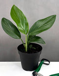Rhaphidophora Decursiva - Plant Proper - 4" Pot