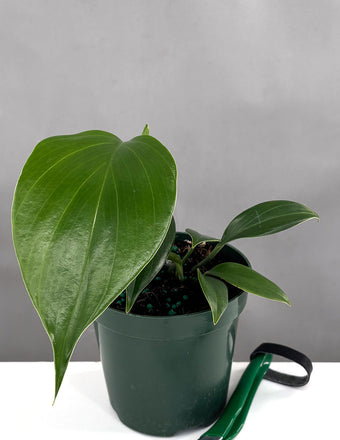 Rhaphidophora Pertusa - Plant Proper - 4" Pot