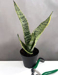 Golden Edge Sansevieria Robusta - Plant Proper - 4" Pot