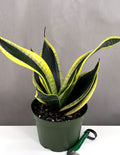 Sansevieria Black Gold Robusta - Plant Proper - 6" Pot
