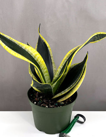 Sansevieria Black Gold Robusta - Plant Proper - 4" Pot