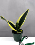 Sansevieria Black Gold Robusta - Plant Proper - 4" Pot