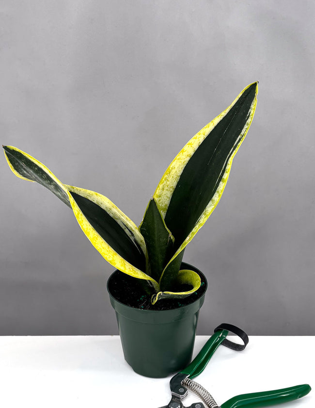 Sansevieria Black Gold Robusta - Plant Proper - 4" Pot