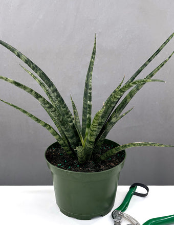 Sansevieria Fernwood - Plant Proper - 6" Pot