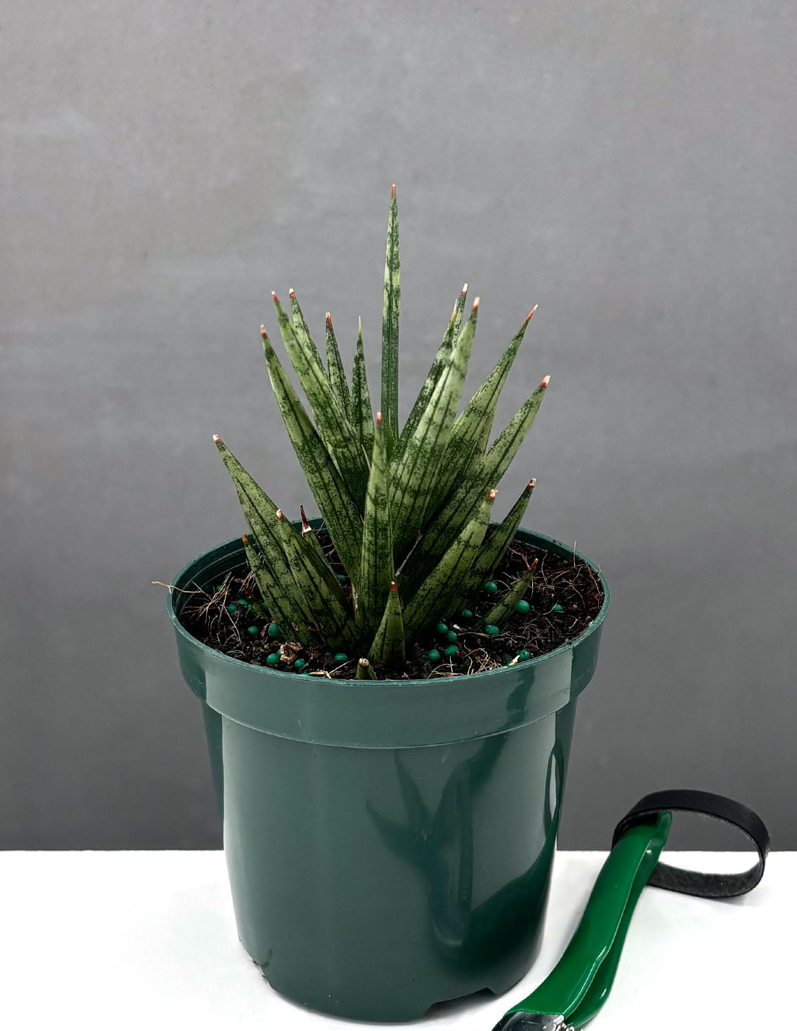 serpentine francissi snake plant Sansevieria 'Francisii'