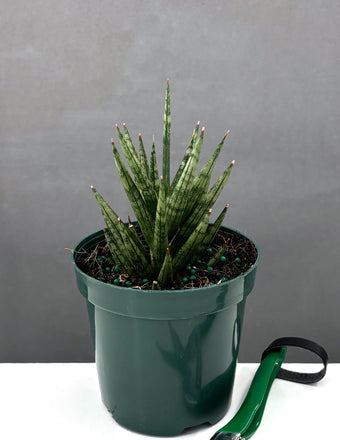 Sansevieria Francisii - Plant Proper - 4" Pot
