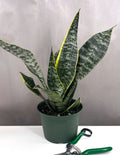 Golden Edge Sansevieria Robusta - Plant Proper - 6" Pot