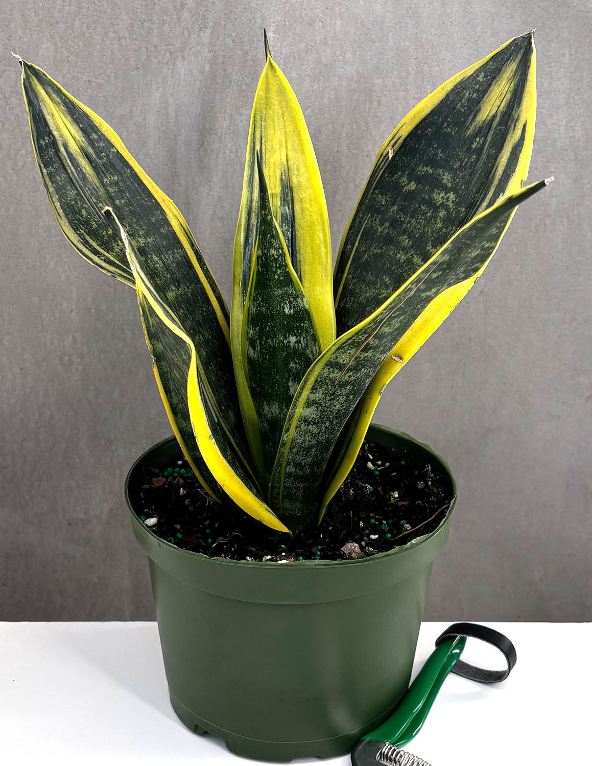 Sansevieria Golden Flame | Snake Plant | Always Affordable at Plant Proper