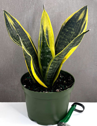 Sansevieria Golden Flame - Plant Proper - 6" pot