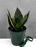 Sansevieria Hahnii Black Gold - Plant Proper - 4" Pot