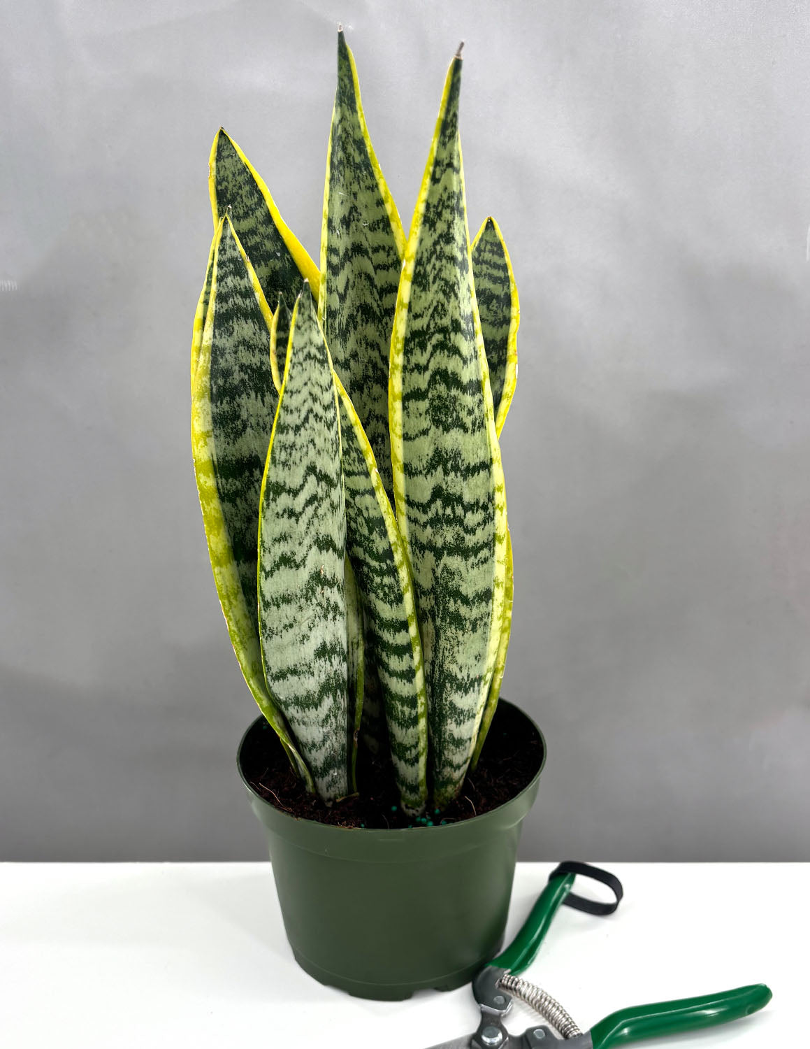 sansevieria laurentii plant Sansevieria Laurentii