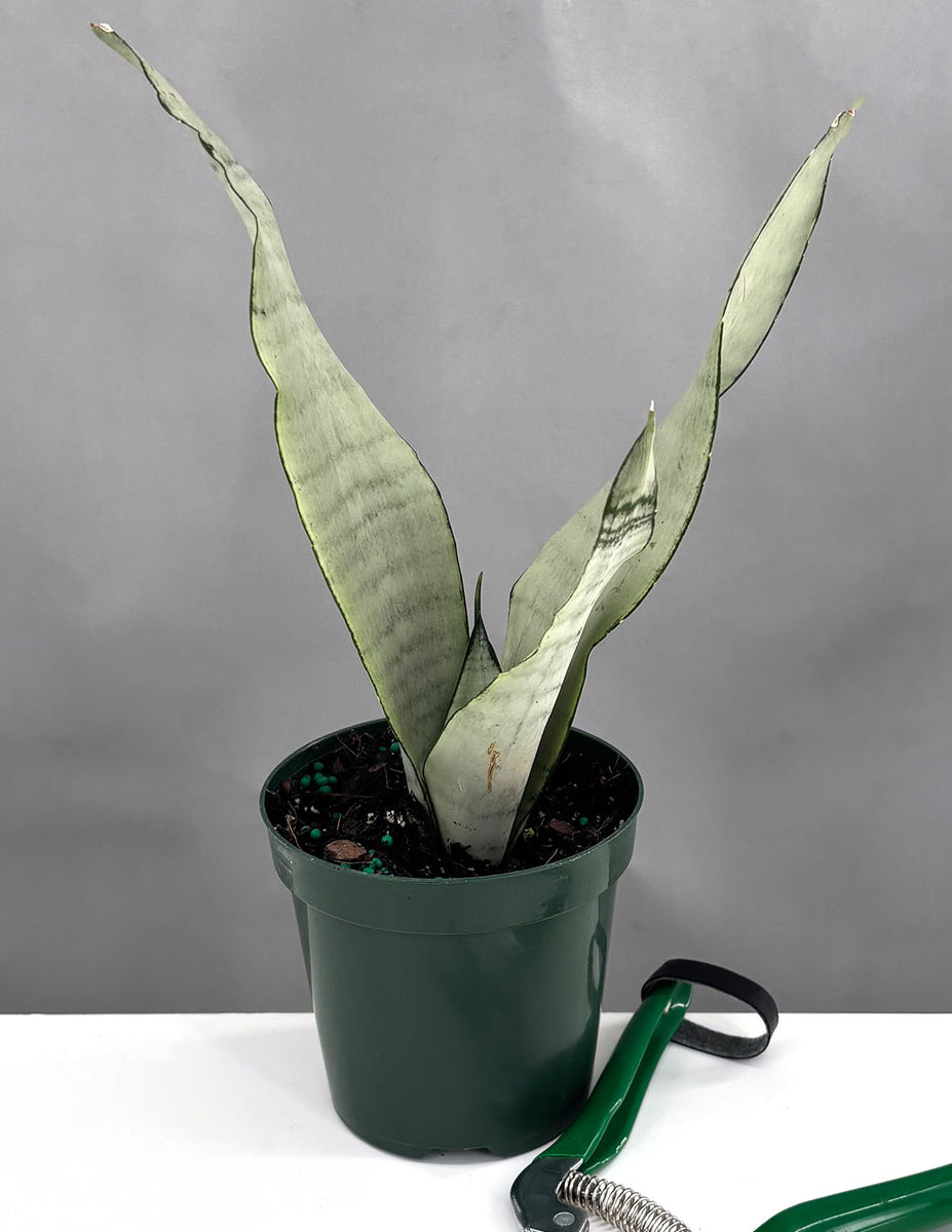 斑入り】Sansevieria Moonshaine Splash サンスベリア ムーン