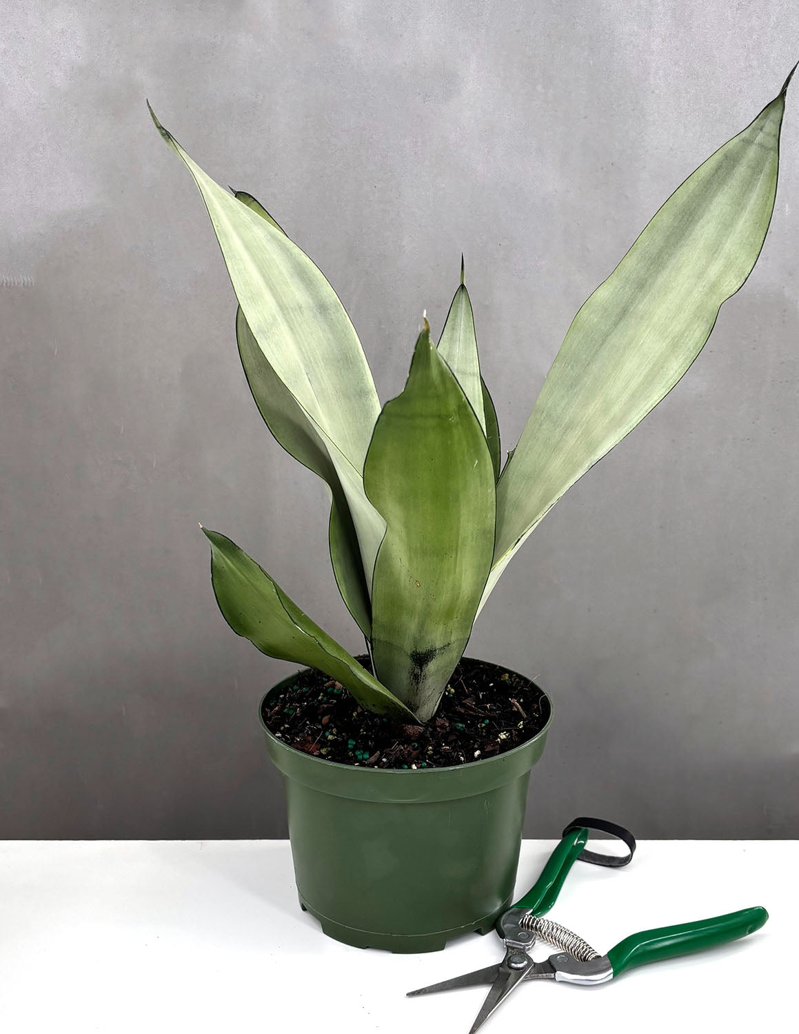 sansevieria moonshine scientific name Sansevieria Moonshine | Snake Plant