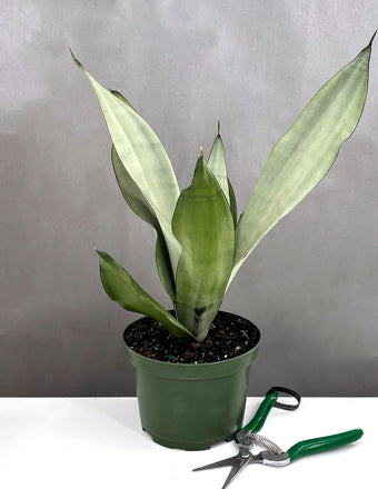 Sansevieria Moonshine - Plant Proper - 6" Pot