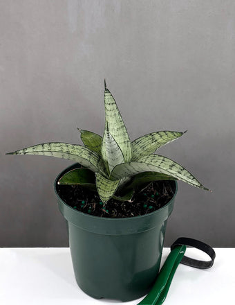Sansevieria Pagoda Hybrid - Plant Proper - 4" Pot