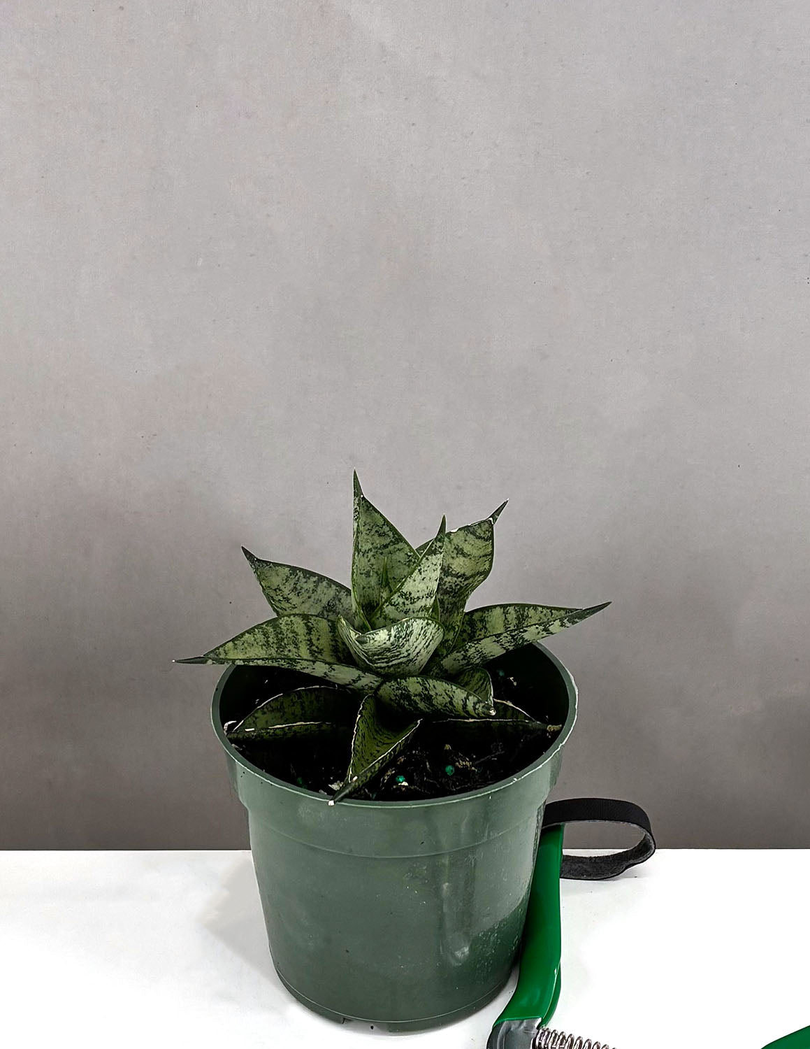 pot sansevieria Sansevieria Pagoda Tower | Snake Plant