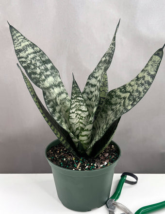 Sansevieria Robusta - Plant Proper - 6" Pot