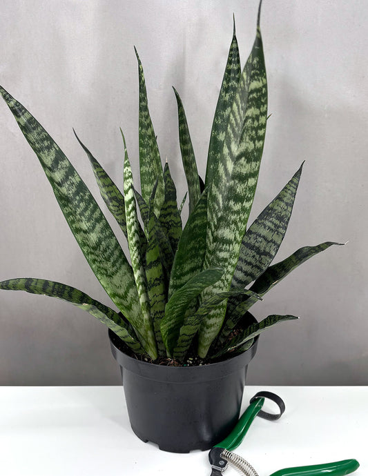Sansevieria Zeylanica - Plant Proper - 6" Pot