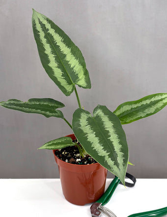 Schismatoglottis Wallichii Green Shield