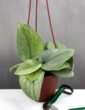 Scindapsus Hero - Plant Proper - 4" Hanging Pot