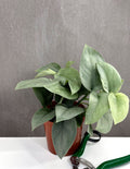 Scindapsus Hero - Plant Proper - 4" Pot
