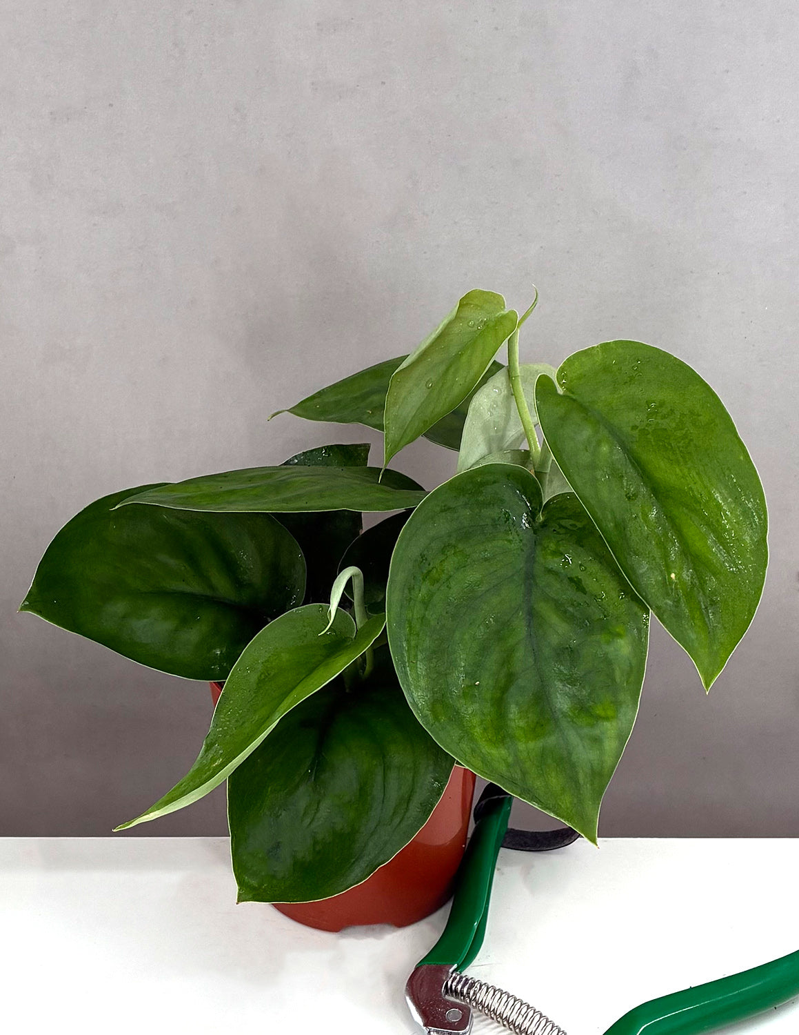 satin jade plant Scindapsus Jade Satin