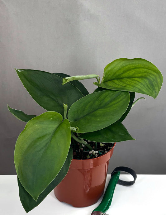 Scindapsus Jade Satin - Plant Proper - 4" Pot