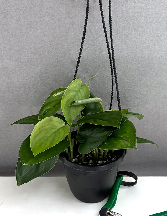 Scindapsus Jade Satin - Plant Proper - 4" Hanging Basket