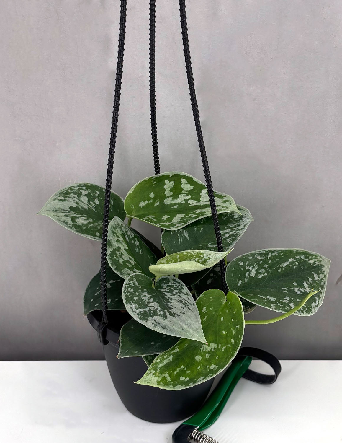 efeutute silvery ann Scindapsus Pictus Silvery Ann