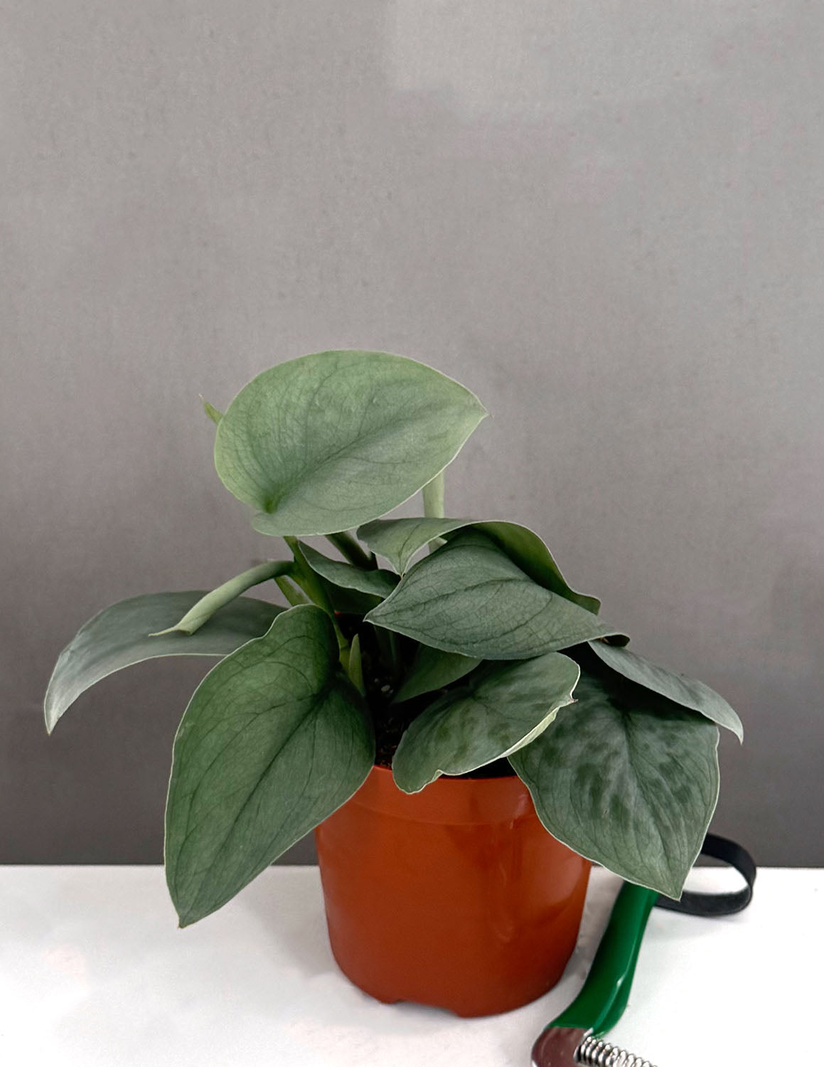 platinum pothos Scindapsus Platinum