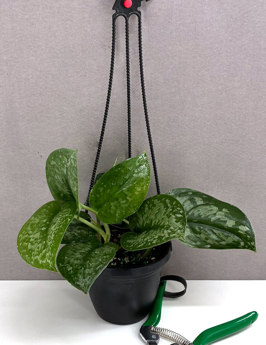 Scindapsus Silver Queen - Plant Proper - 4" Hanging Basket