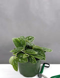 Scindapsus Pictus Silvery Ann - Plant Proper - 6" Pot