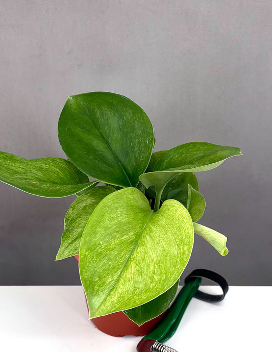 Scindapsus Treubii Mint - Plant Proper - 4" Pot
