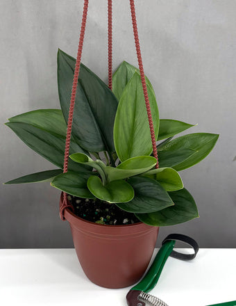 Scindapsus Treubii Moonlight - Plant Proper - 4" Pot