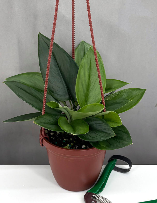 Scindapsus Treubii Moonlight - Plant Proper - 4" Hanging Basket