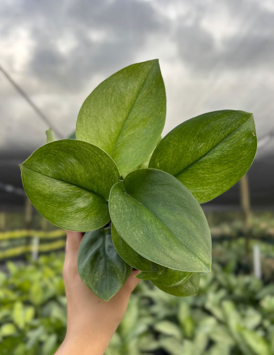 Scindapsus Treubii Mint