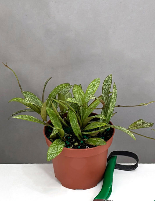 Hoya Sigillatis - Plant Proper - 3.5" Pot