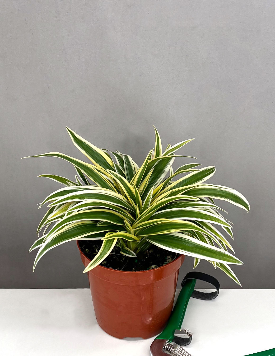 Spider Plant | Houseplant