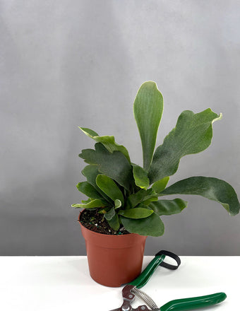 Staghorn Fern - Plant Proper - 4" Pot
