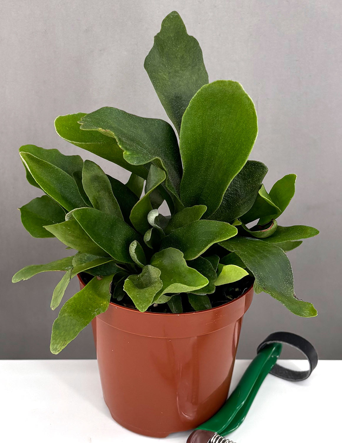 jade plant Jade Plant (Crassula ovata) main image 1