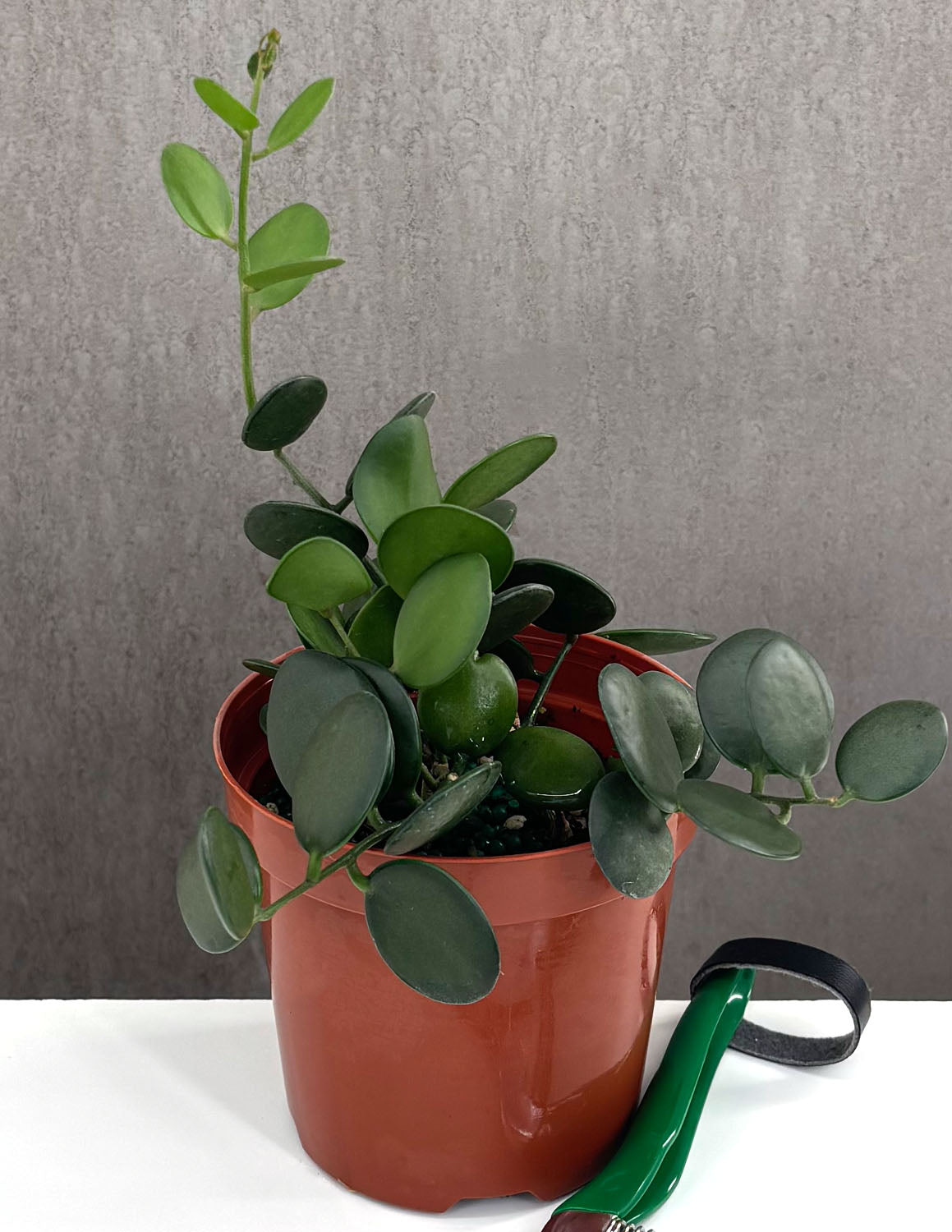 succulent with round thick leaves String of Coins | Houseplants