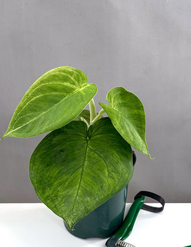 Syngonium Ice Frost - Plant Proper - 4" Pot