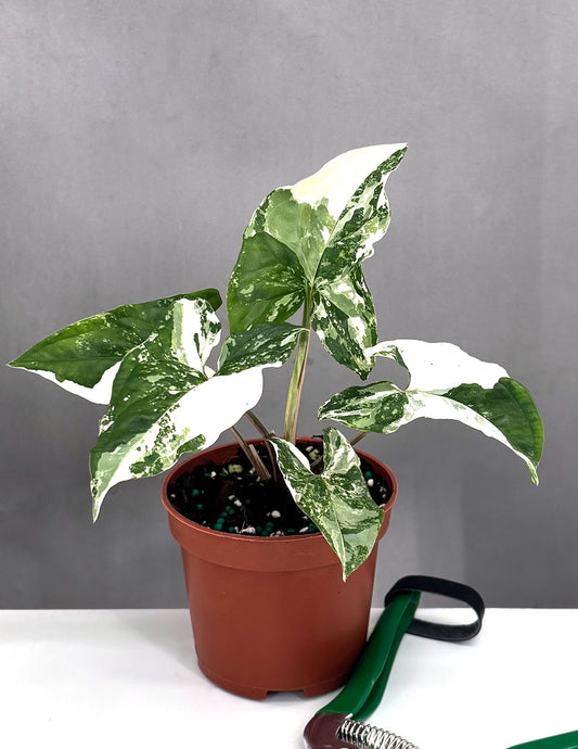 Syngonium Variegated - Plant Proper - 3" Pot