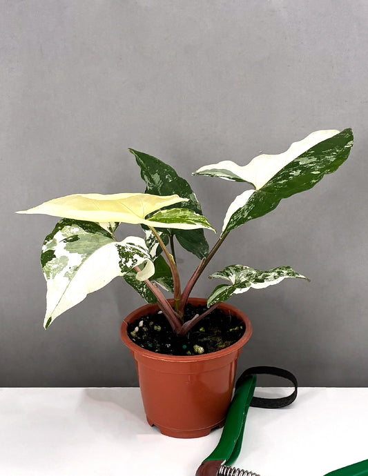 Syngonium Variegated - Plant Proper - 3" Pot