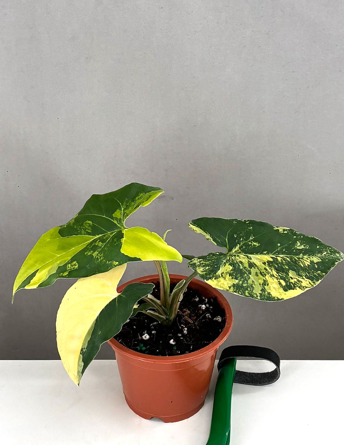 Syngonium Aurea
