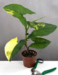 Syngonium Aurea - Plant Proper - 3" Pot
