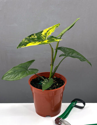 Syngonium Aurea - House Plant - Plant Proper - 4" Pot